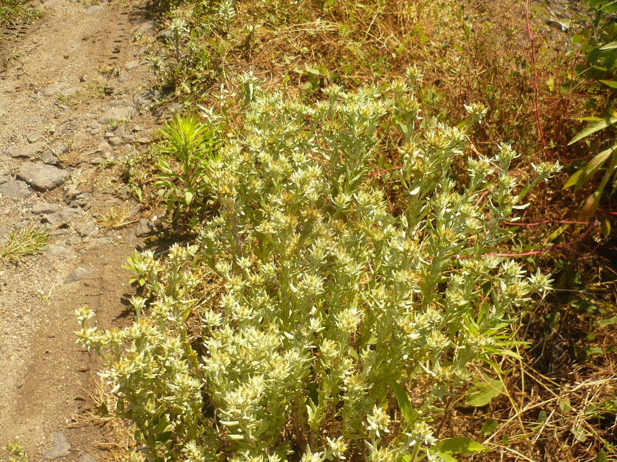 Filago pyramidata (Asteraceae)